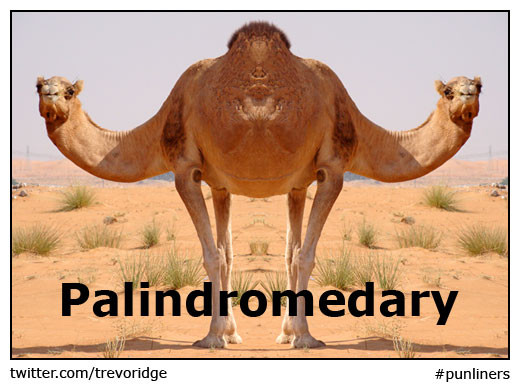 Palindromedary - a camel that looks the same from each side.